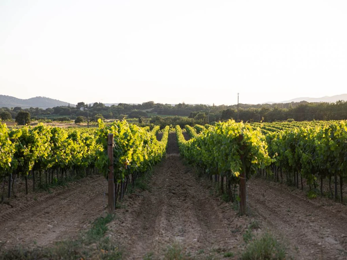 Secrets of the Vines - Vignerons Indépendants