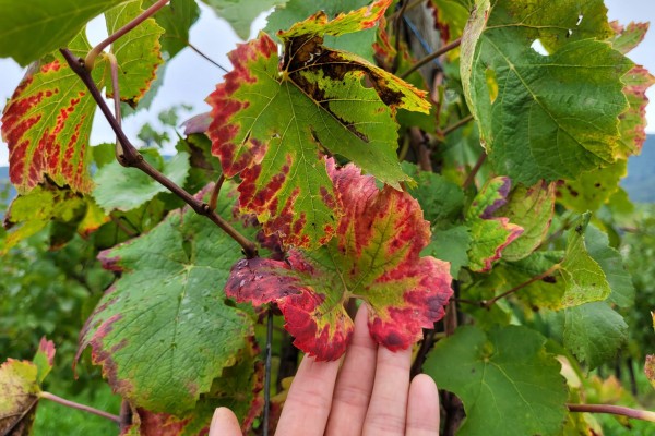  - Vignerons Indépendants