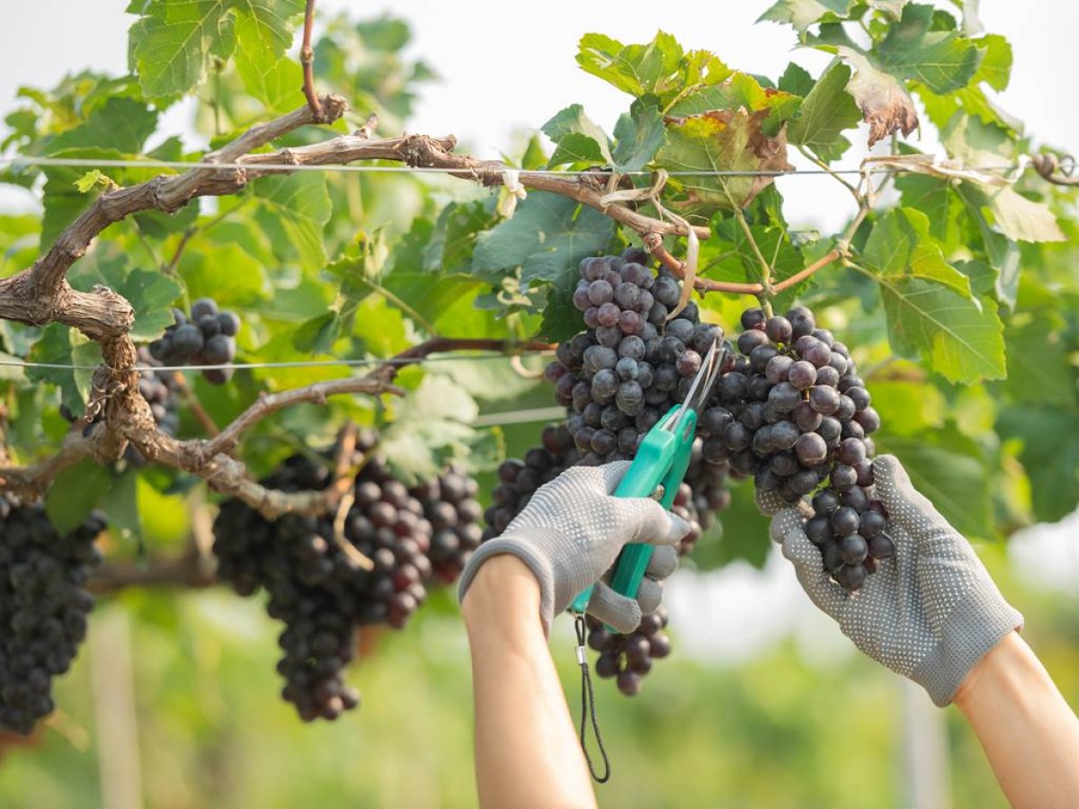 Traditional grape harvest with meal - Vignerons Indépendants