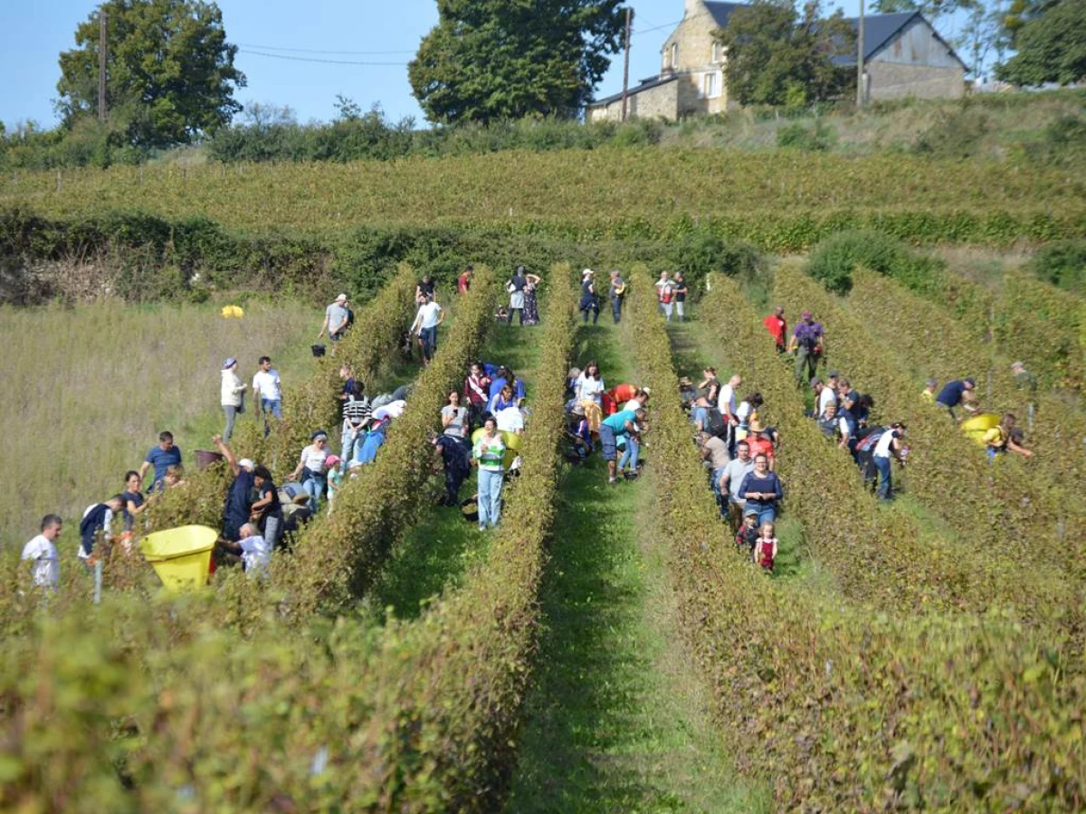 Vendangeur d'un jour le 27 septembre 2025 - Vignerons Indépendants