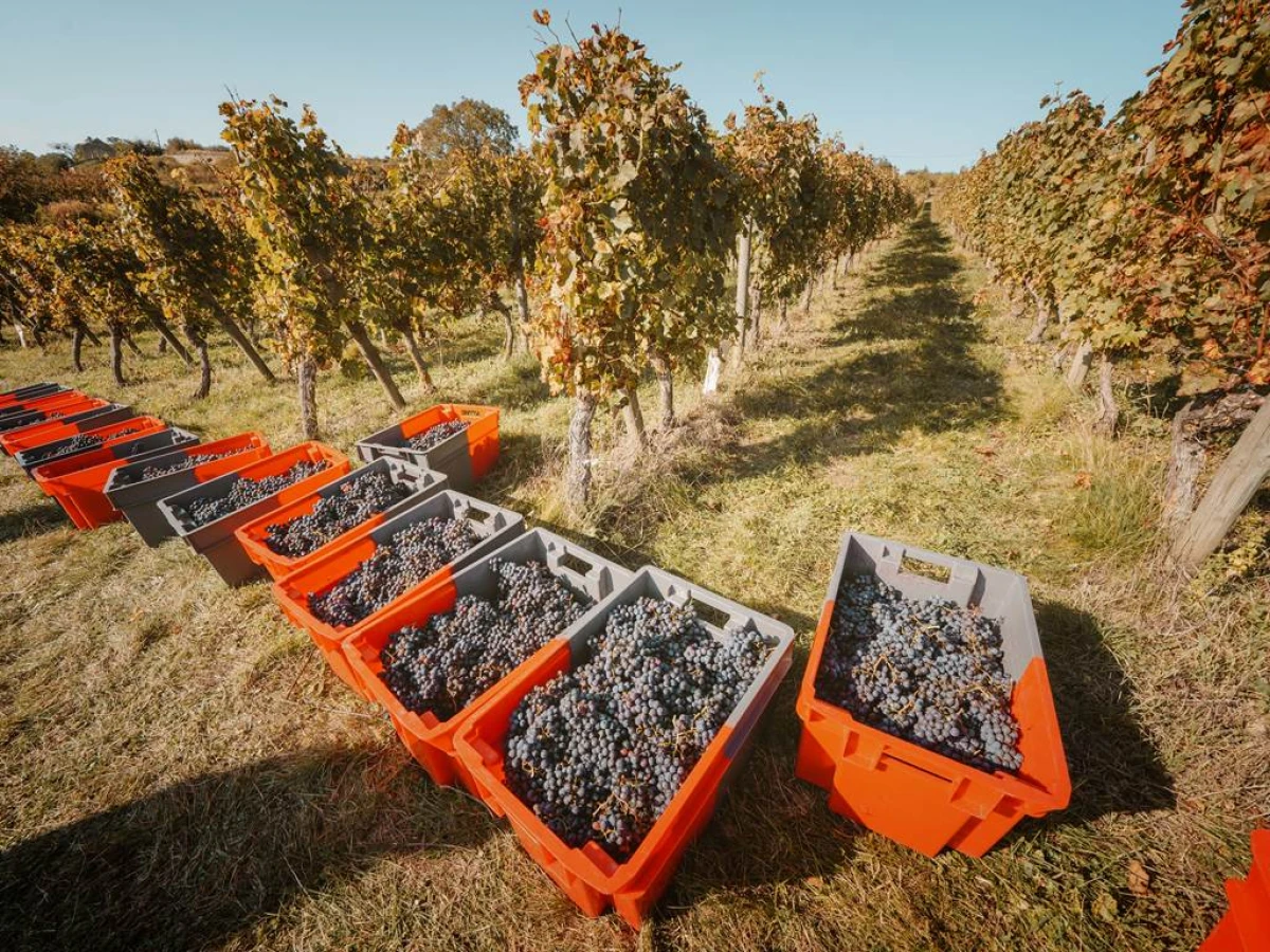 Vendangeur d'un jour le 27 septembre 2025 - Vignerons Indépendants
