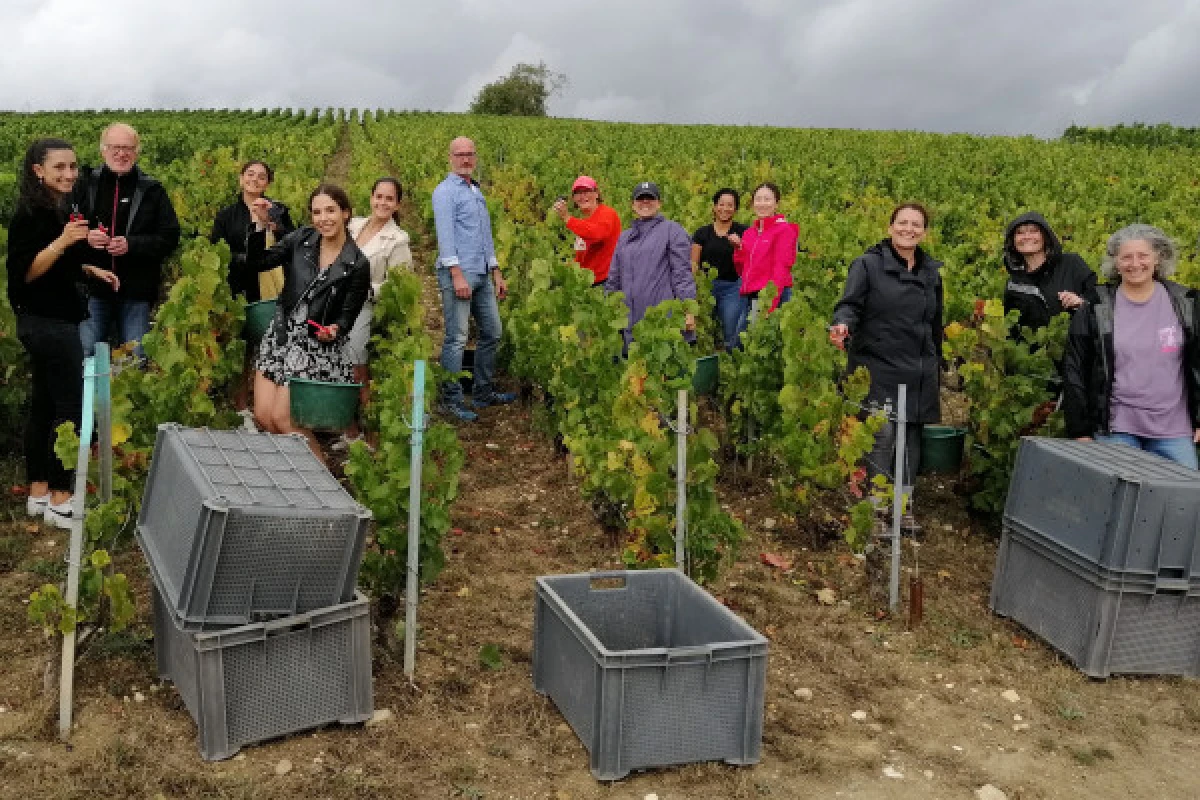 Harvester for one day - Book now ! - Vignerons Indépendants