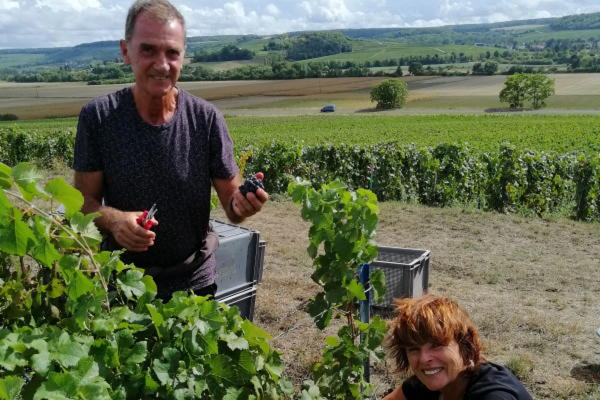 Harvester for one day - Book now ! - Vignerons Indépendants