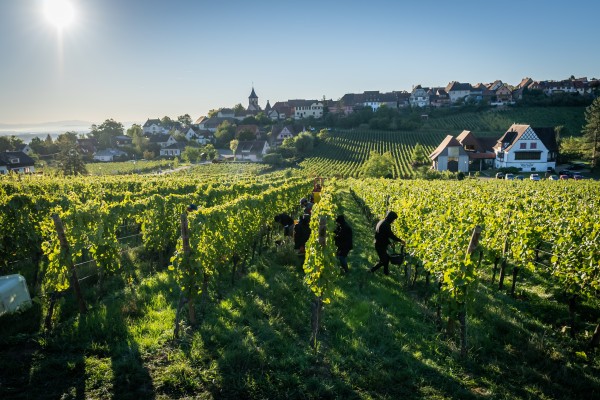 Lunch in the Vineyard - Vignerons Indépendants
