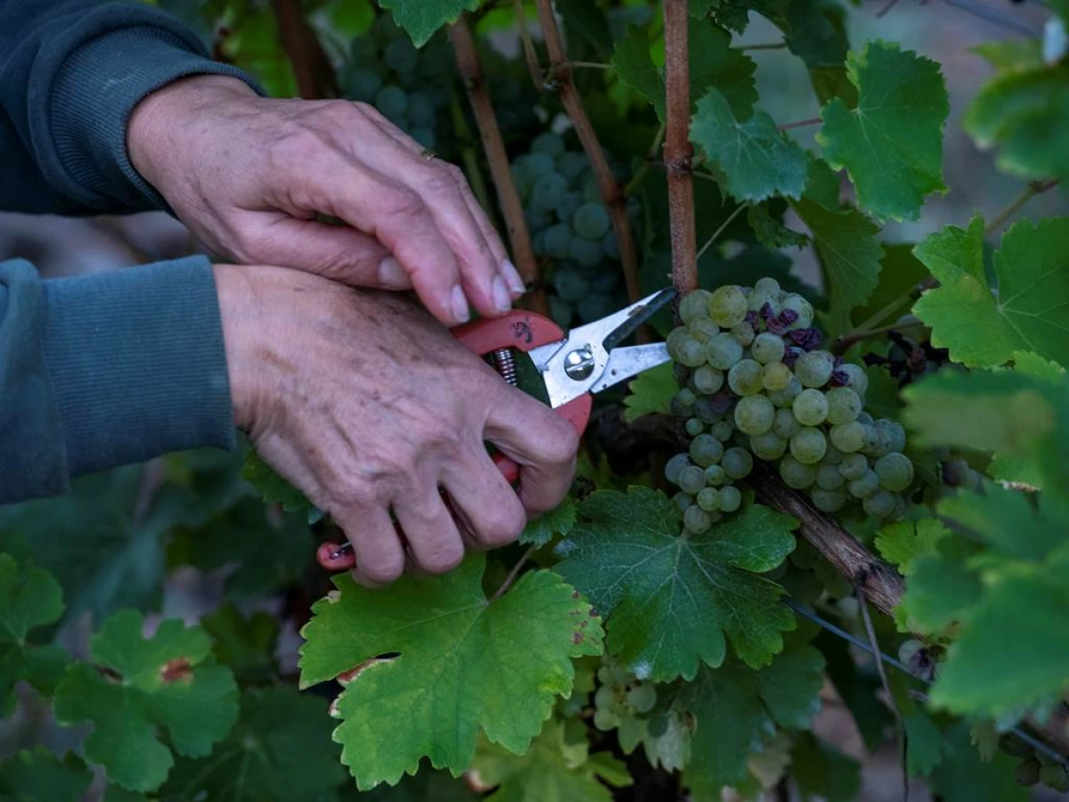 Harvester for a Day - Vignerons Indépendants