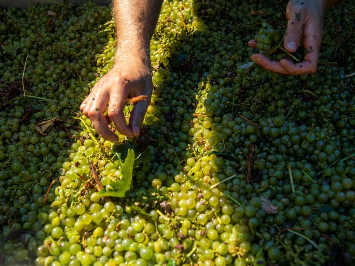 Harvester for a Day - Vignerons Indépendants