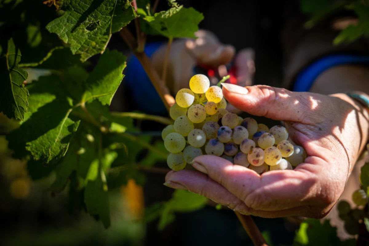Lunch in the Vineyard - Vignerons Indépendants