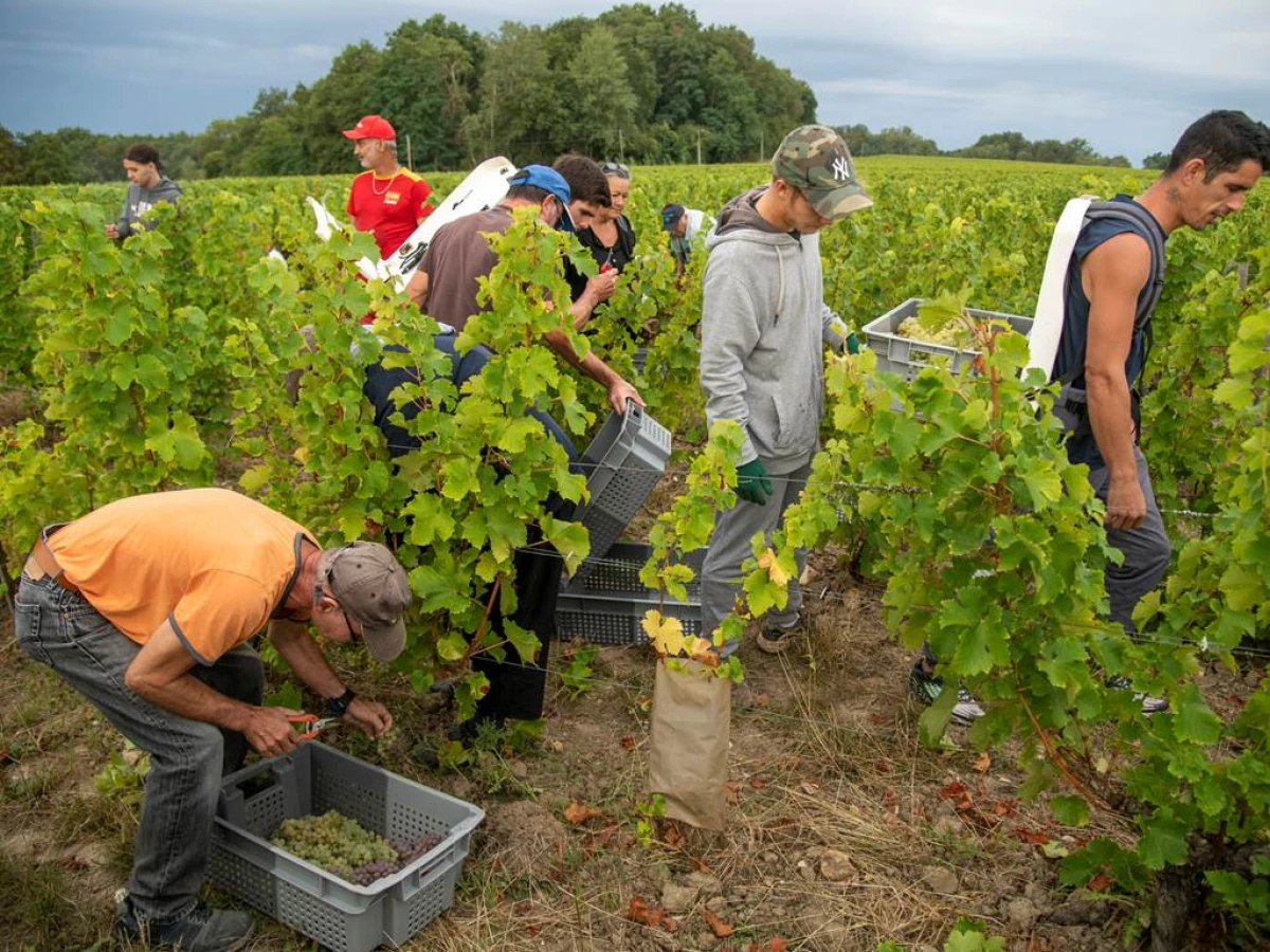 Harvester for a Day - Vignerons Indépendants