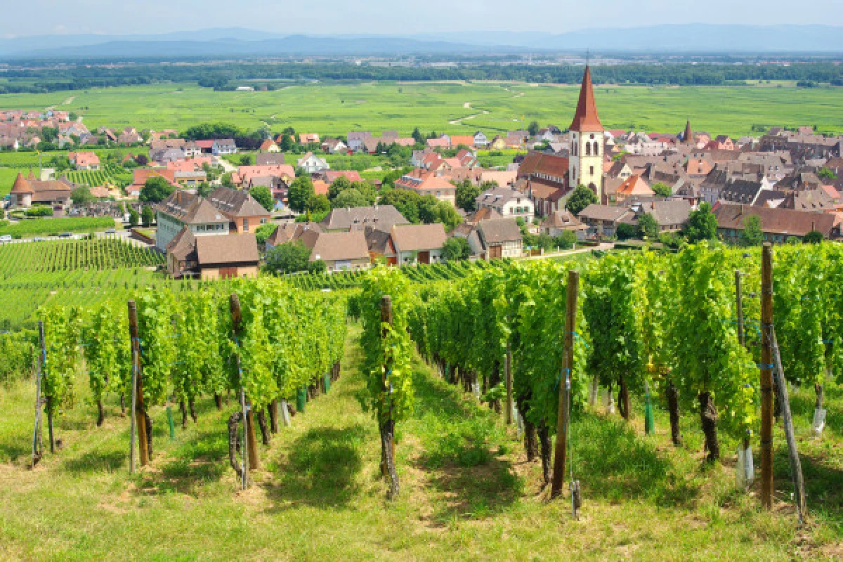 Vineyard Discovery Mini-Rally - Vignerons Indépendants