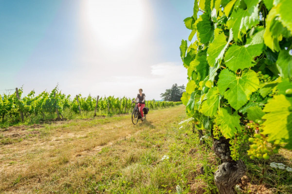 Vinocycle - French - Vignerons Indépendants