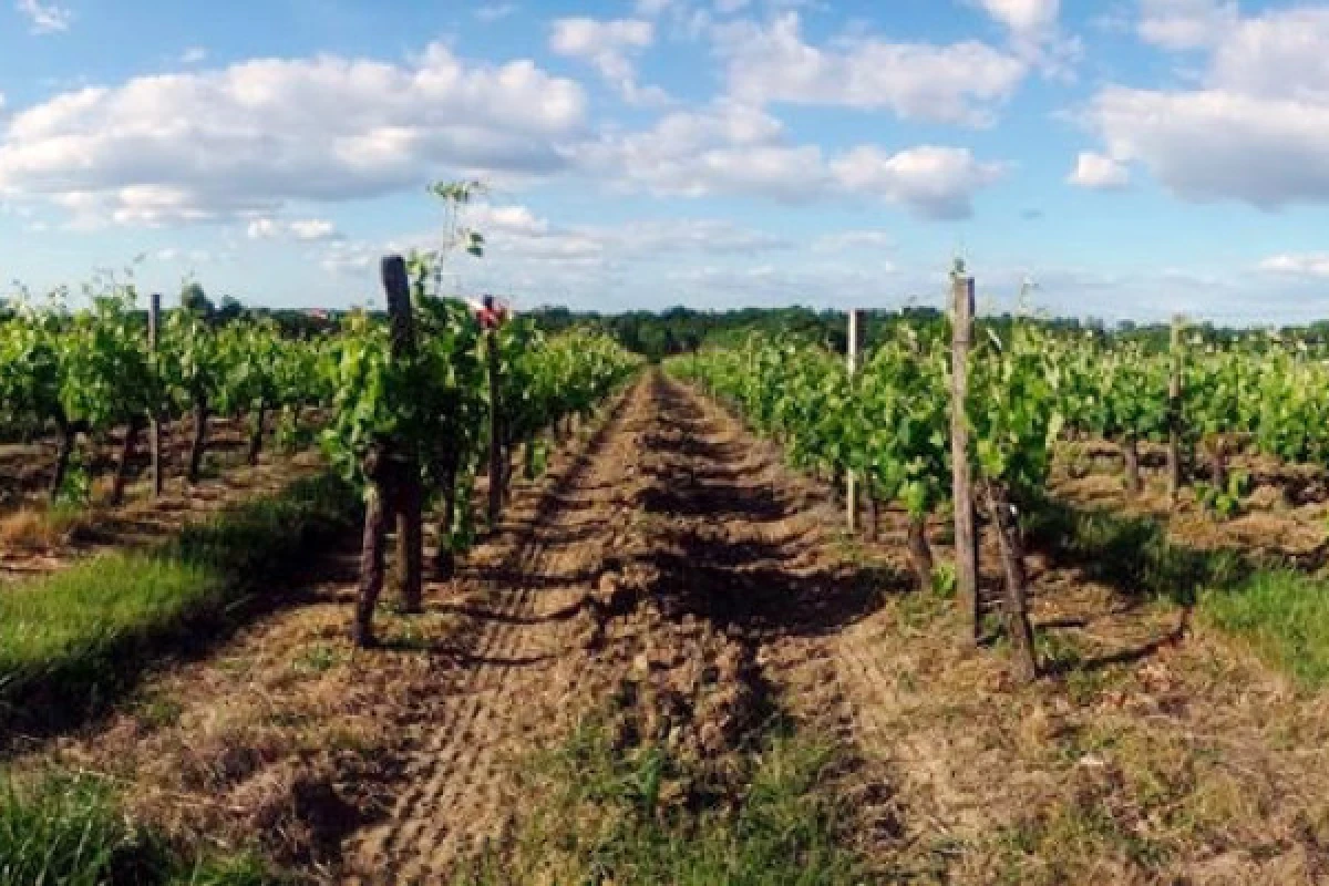 Authentic visit at Château Lalande-Labatut - Vignerons Indépendants