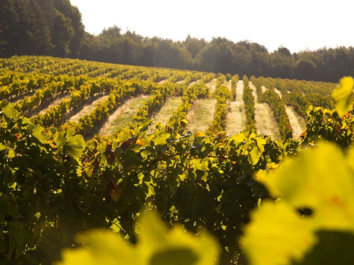 Visite de notre Domaine Viticole Familial - Vignerons Indépendants