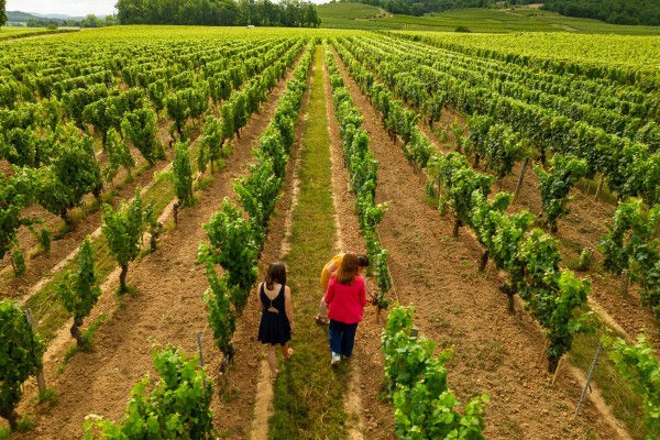 Classic tour and tasting - English - Vignerons Indépendants