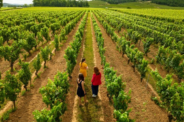 Classic tour and tasting - French - Vignerons Indépendants