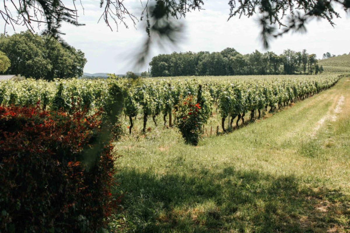 Prestige tour and tasting - French - Vignerons Indépendants