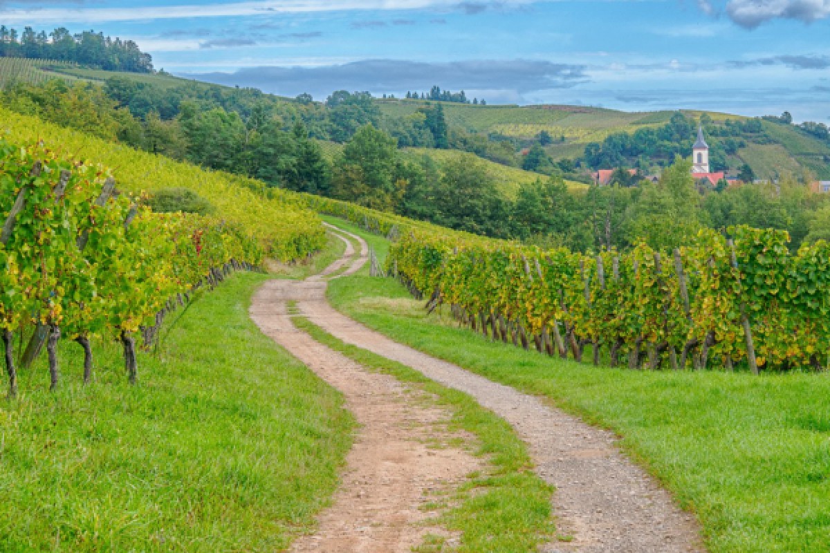 From Vine to Wine – Discover, Taste, Enjoy! - Vignerons Indépendants