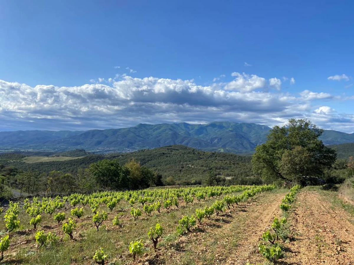 Visit and wine tasting at the vineyard in Oms - Vignerons Indépendants